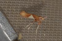 Caloptilia stigmatella