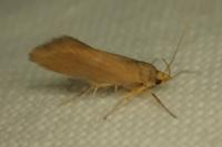 Crassa unitella