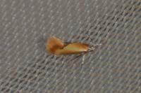 Batia lunaris