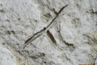 Emmelina monodactyla