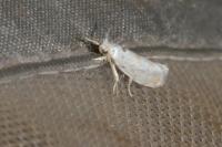 Niphonympha dealbatella