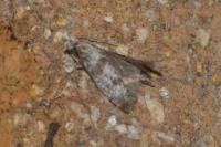 Scythropia crataegella