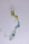 Batia lunaris