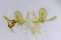 Scythropia crataegella