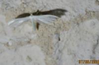 Pterophorus pentadactylus