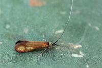 Nemophora metallica