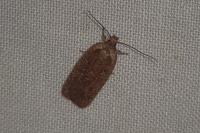 Agonopterix