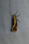 Harpella forficella