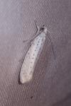 Yponomeuta evonymella