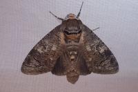 Cossus cossus