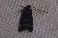Dichomeris alacella