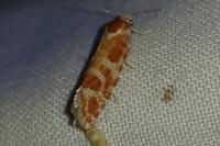 Rhyacionia pinicolana