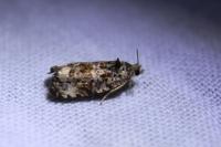 Endothenia gr. gentianaeana