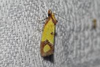Agapeta zoegana