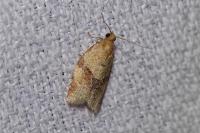 Clepsis consimilana