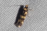 Oegoconia