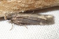 Aroga velocella