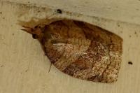 Pandemis dumetana