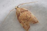 Carcina quercana