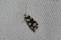 Pseudotelphusa tessella