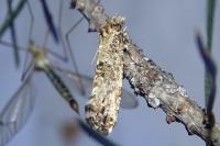 Morophaga choragella