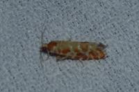 Rhyacionia pinicolana