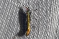 Coleophora
