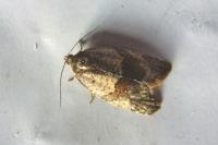 Syndemis musculana