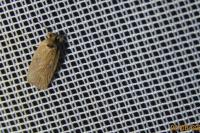 Agonopterix