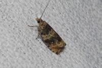 Celypha flavipalpana