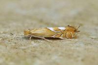 Phyllonorycter endryella
