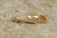 Phyllonorycter endryella