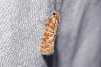 Rhyacionia pinicolana
