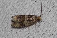 Celypha flavipalpana