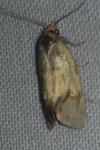 Agapeta hamana