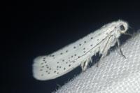Yponomeuta evonymella