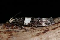 Recurvaria leucatella