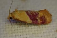 Diceratura ostrinana