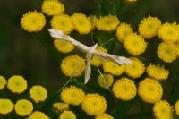 Gillmeria ochrodactyla
