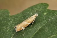 Orophia sordidella