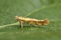 Argyresthia goedartella
