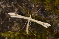 Gillmeria ochrodactyla