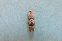 Cydia interscindana