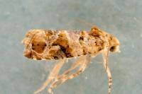 Lobesia botrana