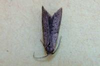 Penestoglossa dardoinella