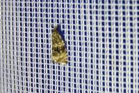 Celypha lacunana