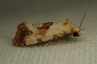 Neocochylis millierana