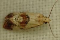 Neocochylis millierana