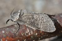 Acossus terebra