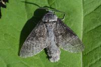 Acossus terebra